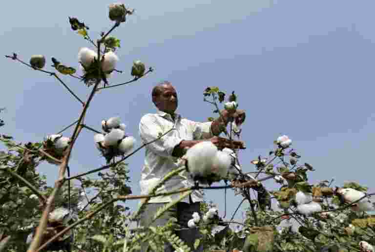 美国说，印度支付了比WTO更大的棉花补贴