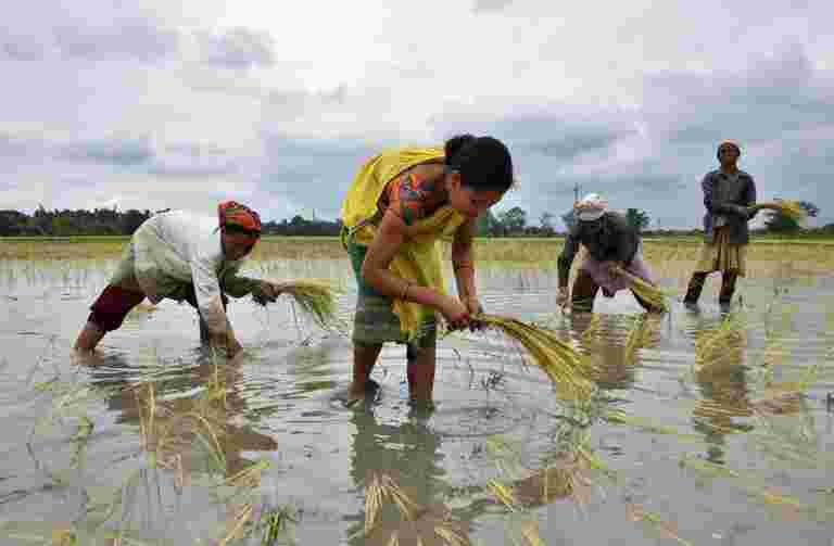 印度稻米率单位;强硬的中国规则越南出口