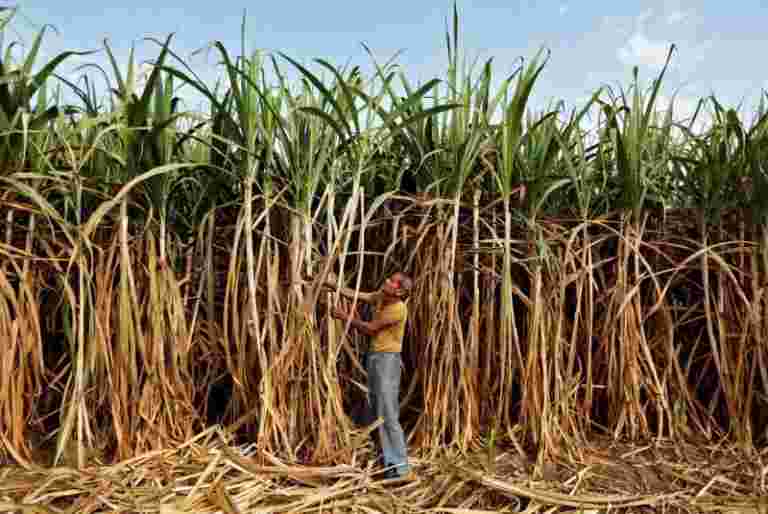 马来西亚从印度购买更多糖，帮助解决棕榈油吐